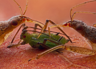 Illustration for article titled Parasites, deadly bugs and fungi are more beautiful than you could possibly imagine